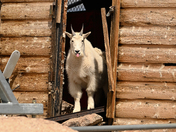 Mount Evans Wilderness 