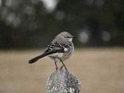 Manassas National Battlefield Park
