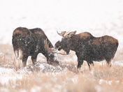 Grand Teton National Park