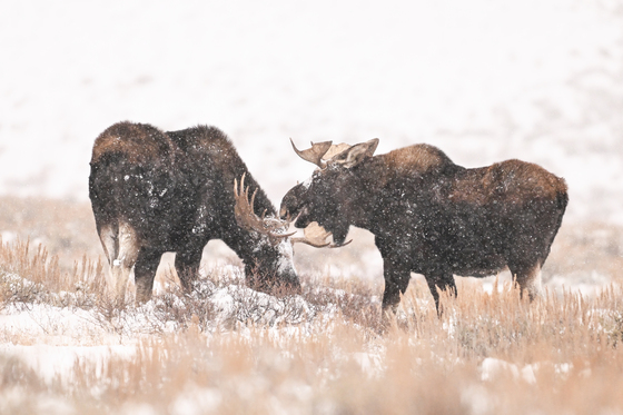 Grand Teton National Park