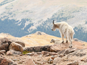 Mount Evans Wilderness