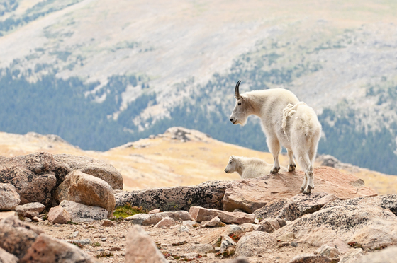 Mount Evans Wilderness