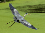 Harris Neck National Wildlife Refuge