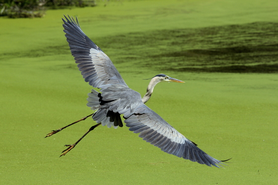 Harris Neck National Wildlife Refuge