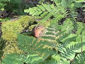 Nicolet National Forest Boulder Lake Campground