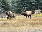 Grand Mesa Uncompahgre and Gunnison National Forest