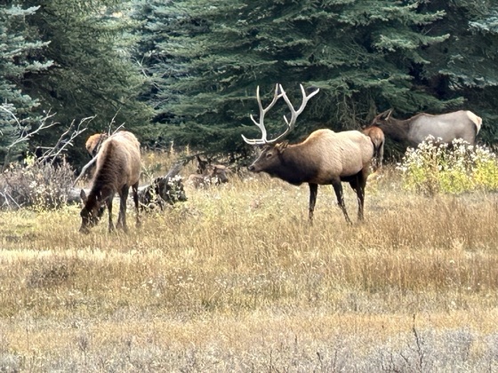 Grand Mesa Uncompahgre and Gunnison National Forest