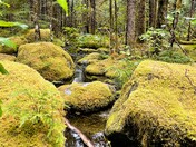 Tongass National Forest 