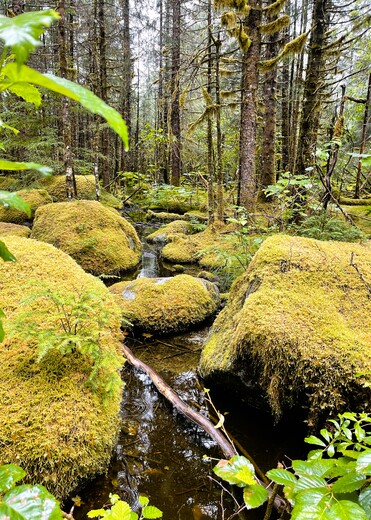 Tongass National Forest 