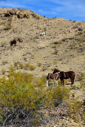 Big Bend National Park