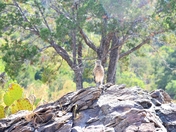 Big Bend National Park