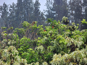 Haleakalā National Park
