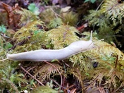 Olympic National Park