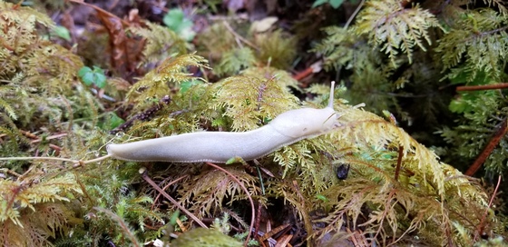 Olympic National Park