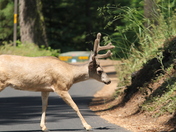 Sequoia National Park