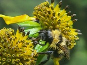 Great Smoky Mountains National Park