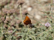 Sequoia National Park