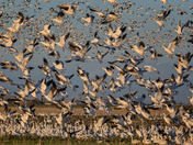 Merced National Wildlife Refuge