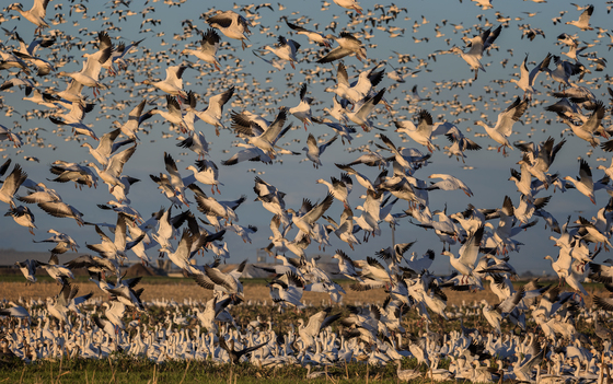 Merced National Wildlife Refuge
