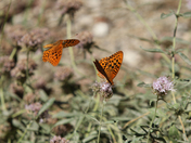 Sequoia National Park