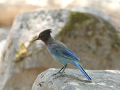 Yosemite National Park