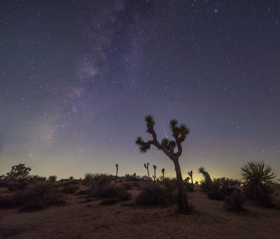 Joshua Tree National Park