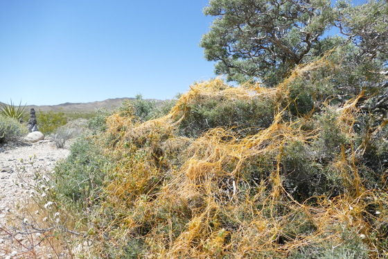 Mohave National Preserve