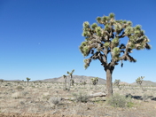 Joshua Tree National Park