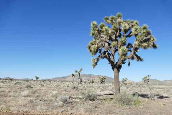 Joshua Tree National Park