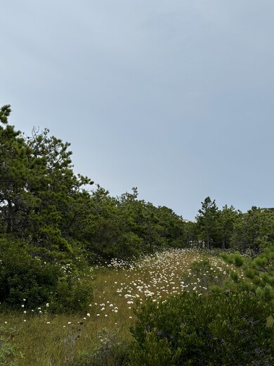 Cape Cod National Seashore