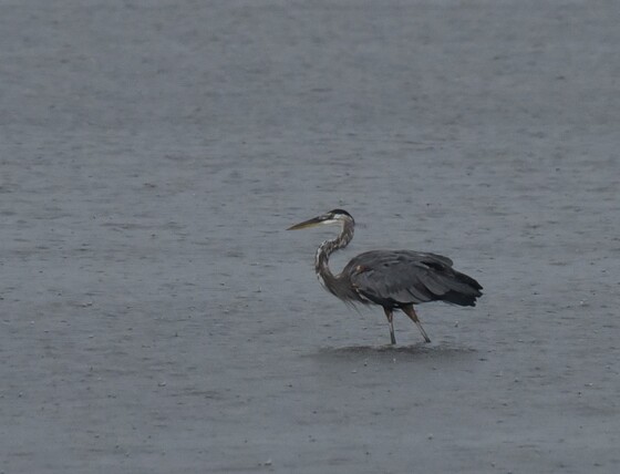Prime Hook National Wildlife Refuge