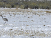 Monte Vista National Wildlife Refuge