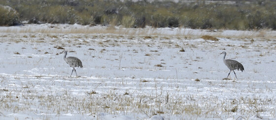 Monte Vista National Wildlife Refuge