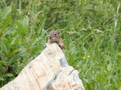 Crested Butte Magic Meadows BLM
