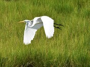 Assateague Island National Seashore