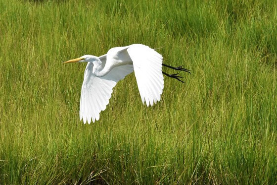 Assateague Island National Seashore