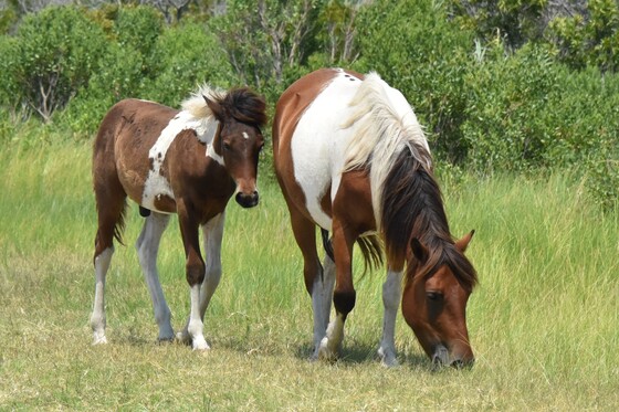 Assateague Island National Seashore