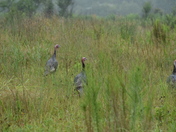 Prime Hook National Refuge