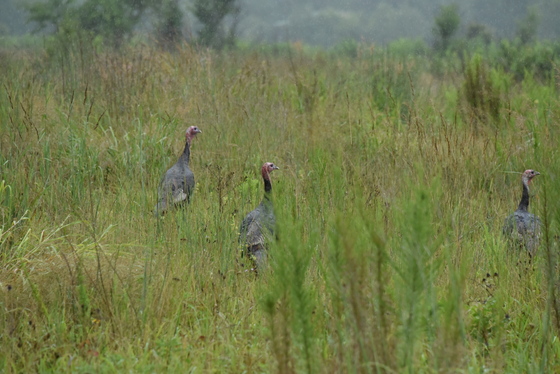 Prime Hook National Refuge