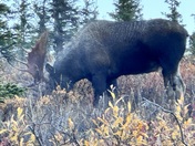 Denali  National Park Alaska 