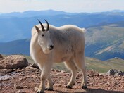 Mount Evans Wilderness Area