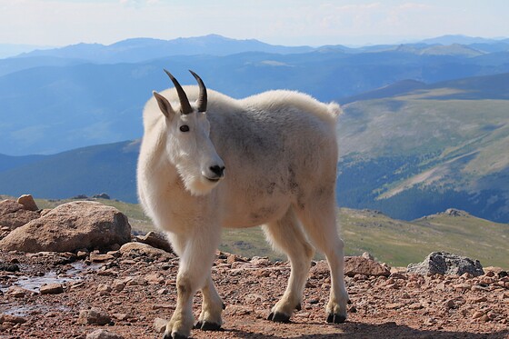 Mount Evans Wilderness Area