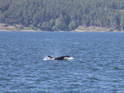 Glacier Bay National Park and Preserve