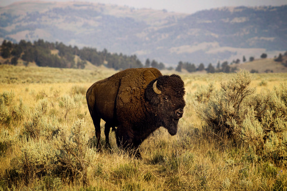 Yellowstone National Park