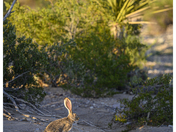 Big Bend National Park