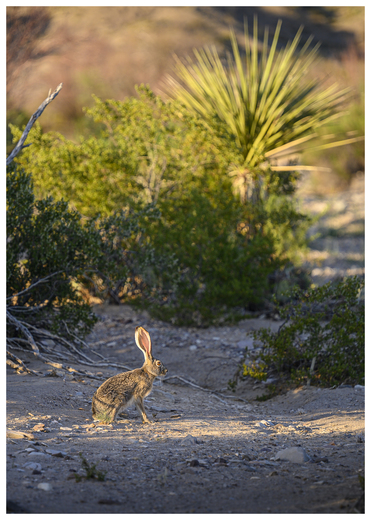 Big Bend National Park
