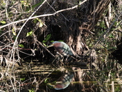 Big Cypress National Preserve