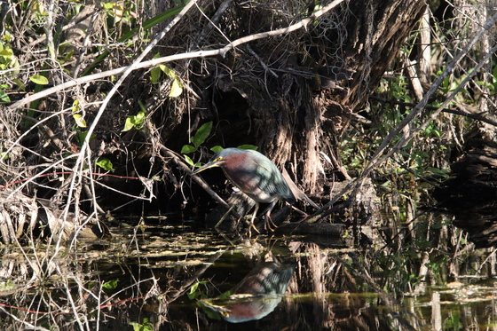 Big Cypress National Preserve