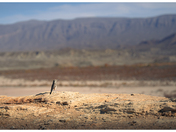 Big Bend National Park