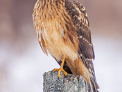 Northern Harrier